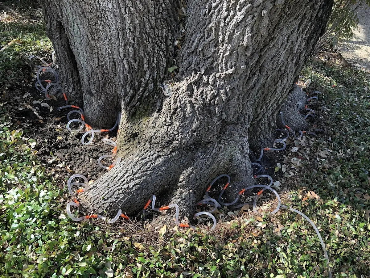 Detailed Tree Cabling and Bracing job site in Laurel Fork