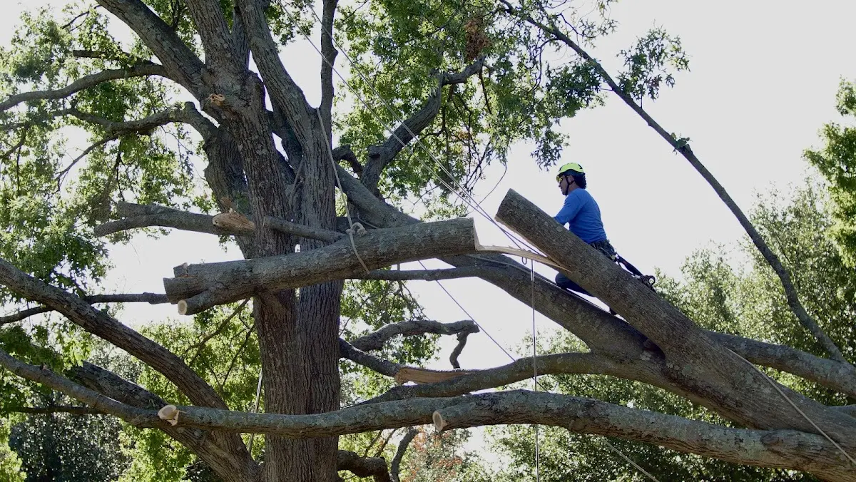 Professional Crown Thinning performed by certified arborists in Laurel Fork